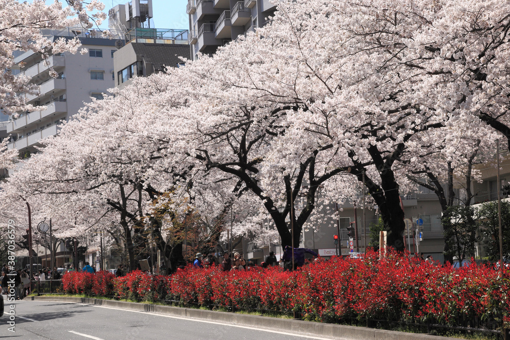 播磨坂の桜