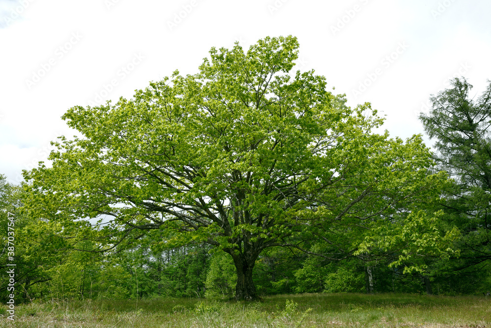 Fototapeta premium 新緑の木