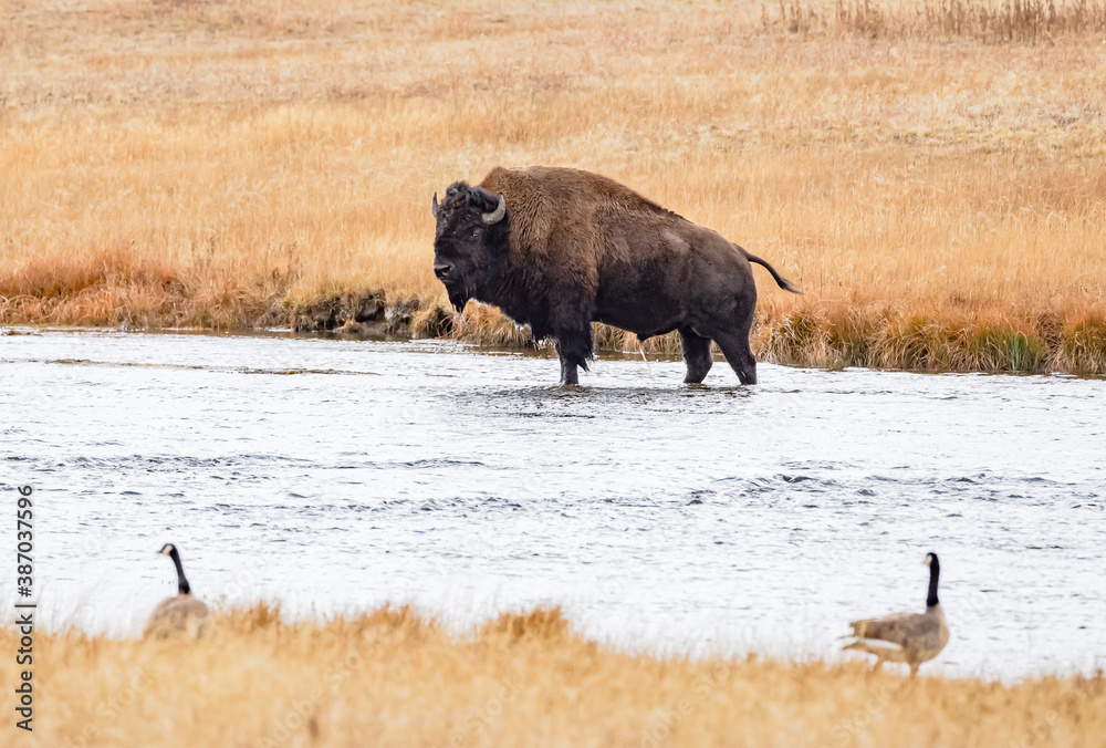 Bison crosses river in Yellowstone National Park, Wyoming