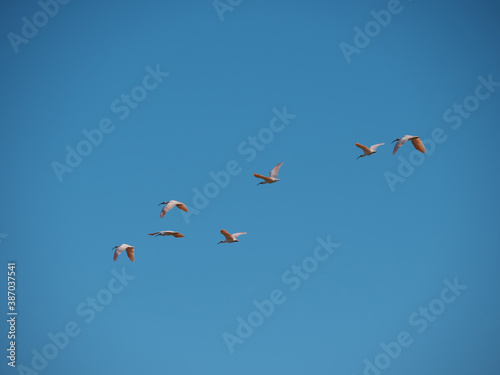 Niigata,Japan-October 20,2020: Toki or Japanese crested ibis or Nipponia nippon flying on autumn blue sky in Sado island

