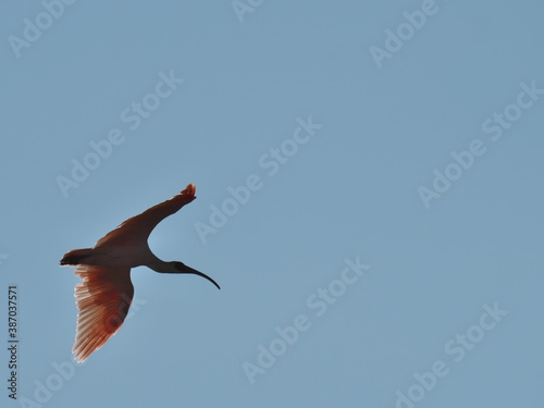 Niigata,Japan-October 20,2020: Toki or Japanese crested ibis or Nipponia nippon flying on autumn blue sky in Sado island
 photo