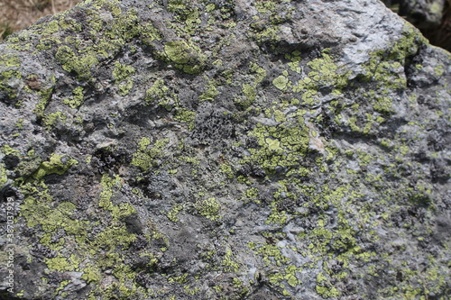 texture of green moss on a grey rock