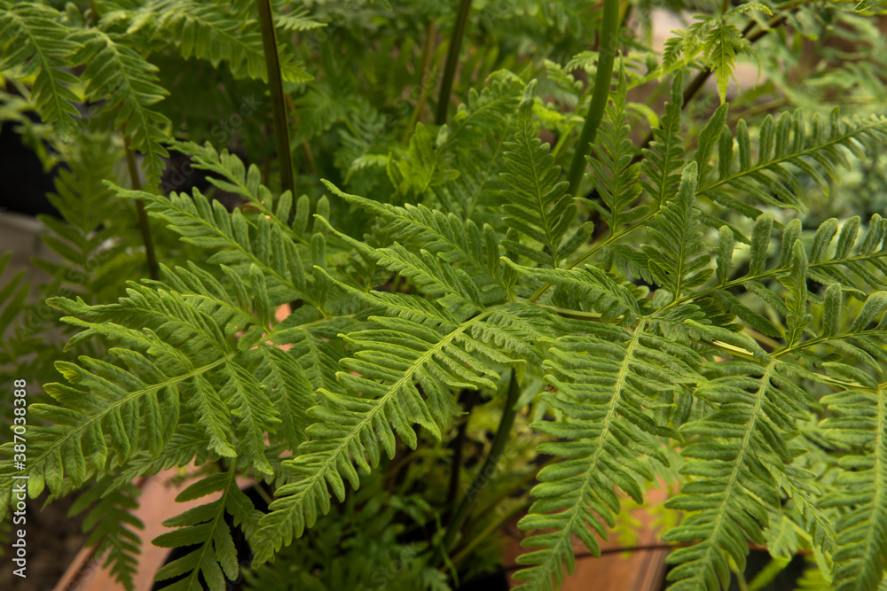 Exotic flora. Natural texture and pattern. Closeup view of Pteris tremula, also known as Australian brake fern, beautiful green fronds and foliage. Exotic flora. Natural texture and pattern. Closeup view of Pteris tremula, also known as Australian brake fern, beautiful green fronds and foliage.