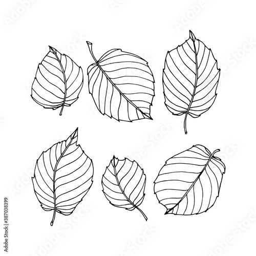 set of simple hazelnut tree leaves, floral decorative element for patterns, ornaments, vector illustration with black ink contour lines isolated on a white background in a doodle & hand drawn style