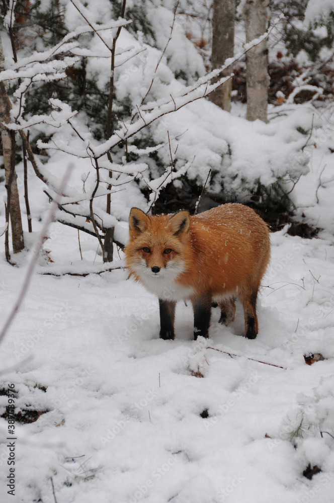 Red Fox Stock Photo. Red Fox in the forest in the winter season with forest and snow background its habitat and environment. Fox image. Fox portrait. Fox picture. Red Fox Stock Photo. Red Fox in the forest in the winter season with forest and snow background its habitat and environment. Fox image. Fox portrait. Fox picture.