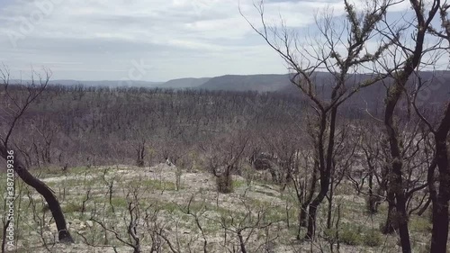 Fly threw of an forest near Mount Victoria, Blue Mountains Nationalpark
8 Month after the Bushfires photo