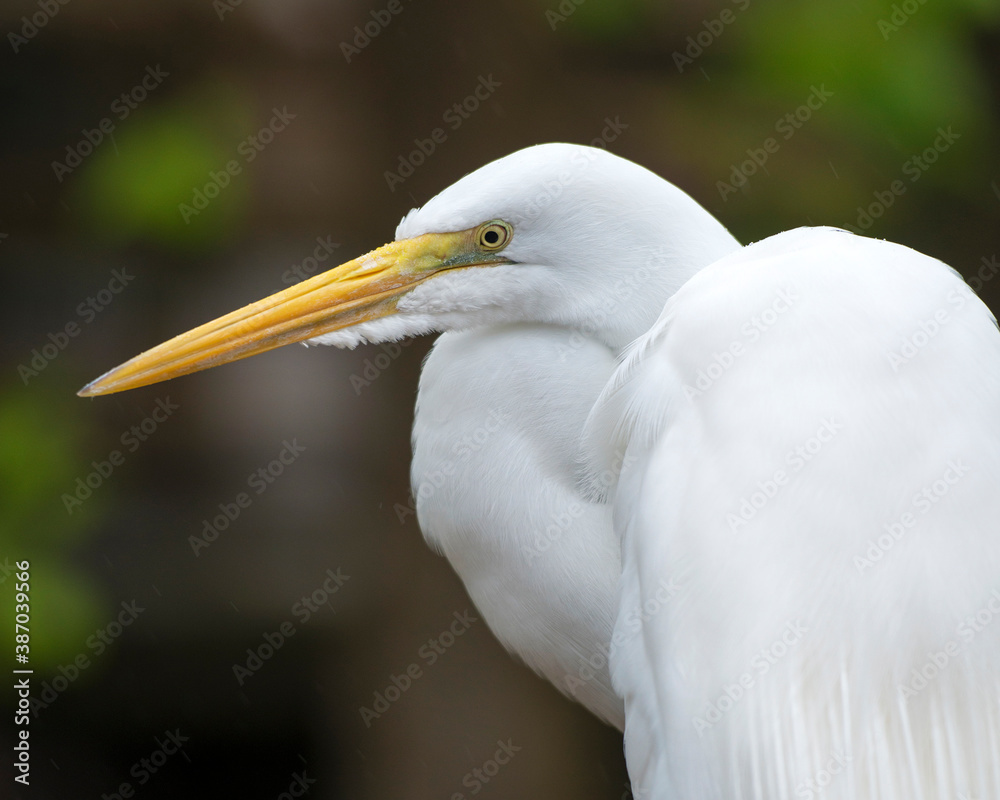 Great White Egret Stock Photo. Great White Egret head close-up with a blur background in its environment and habitat looking to the left side. Image. Picture. Portrait. Great White Egret Stock Photo. Great White Egret head close-up with a blur background in its environment and habitat looking to the left side. Image. Picture. Portrait.