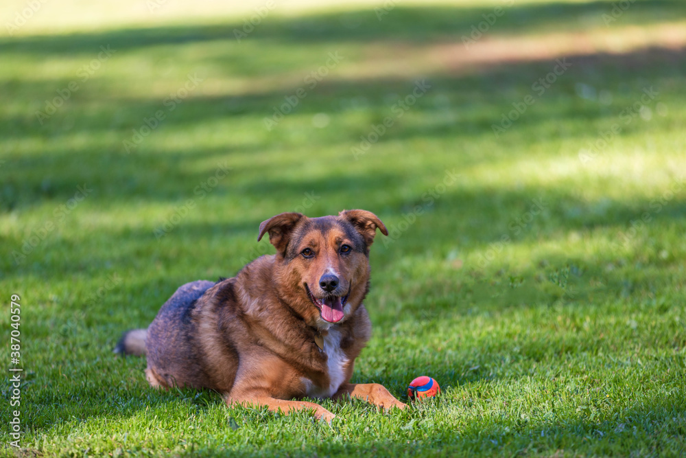 large dog, german shephard, in the park large dog, german shephard, in the park