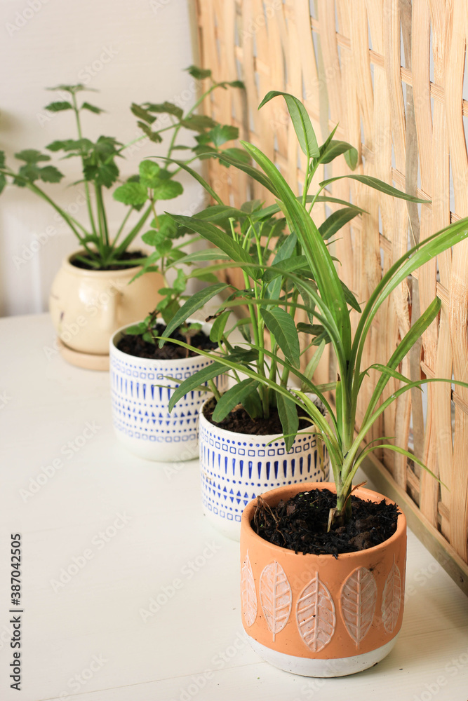 Obraz premium Mini Home Garden