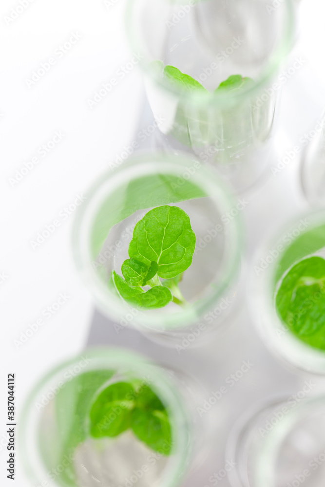 試験管で育つ植物 試験管で育つ植物