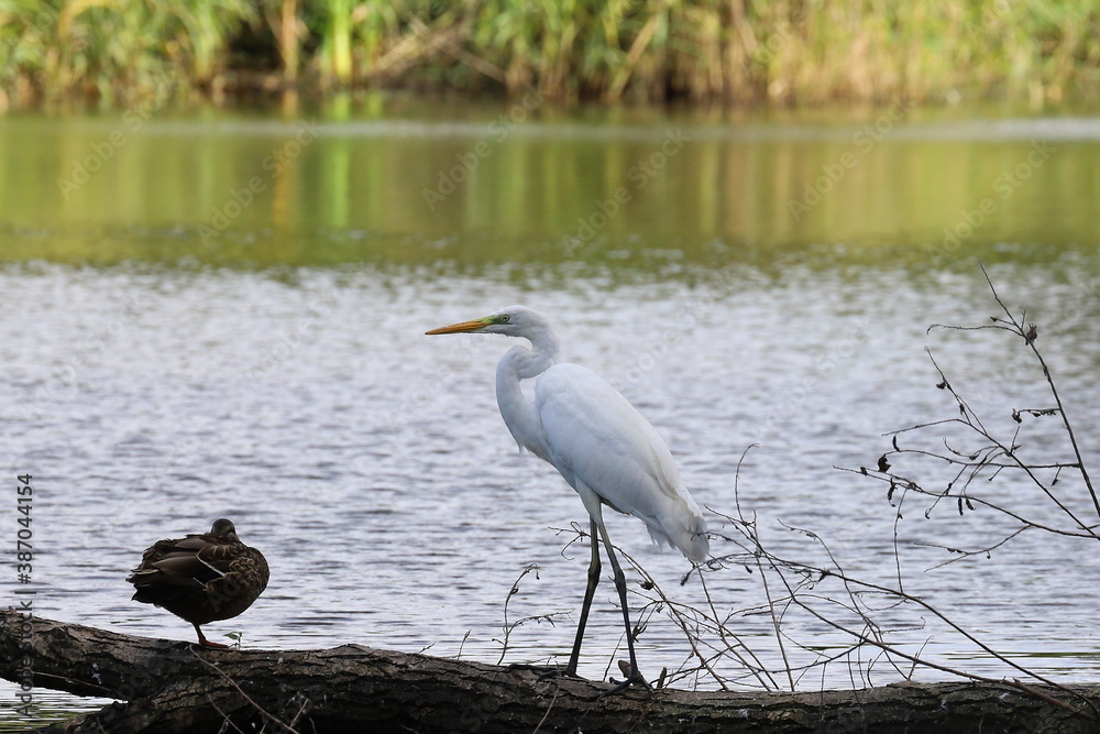 Naklejka premium great blue heron, wild bird