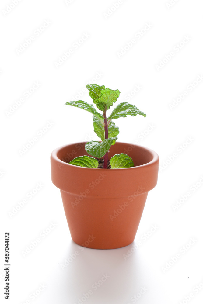 Obraz premium 鉢植え新芽