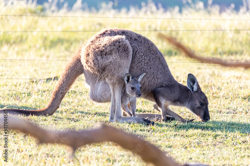 kangaroo and baby