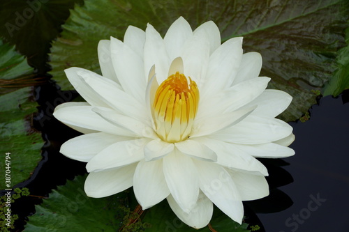 White Tropical night-flowering Waterlily flower 'Missouri'