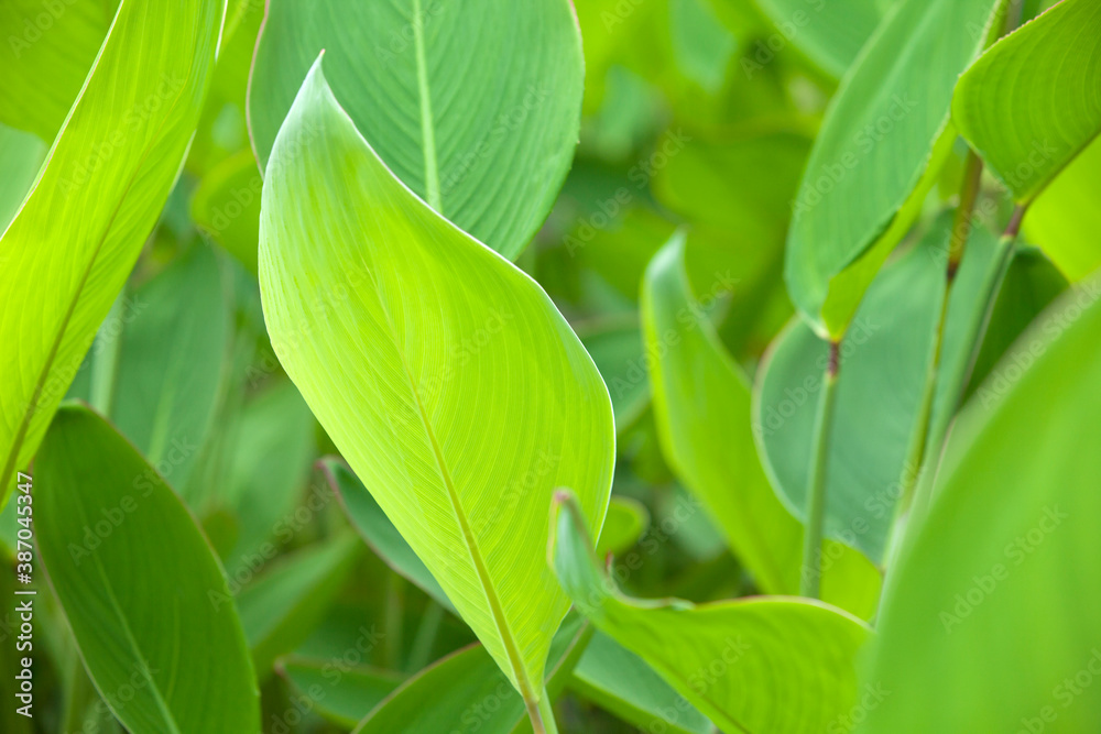 Obraz premium ミズカンナの若葉