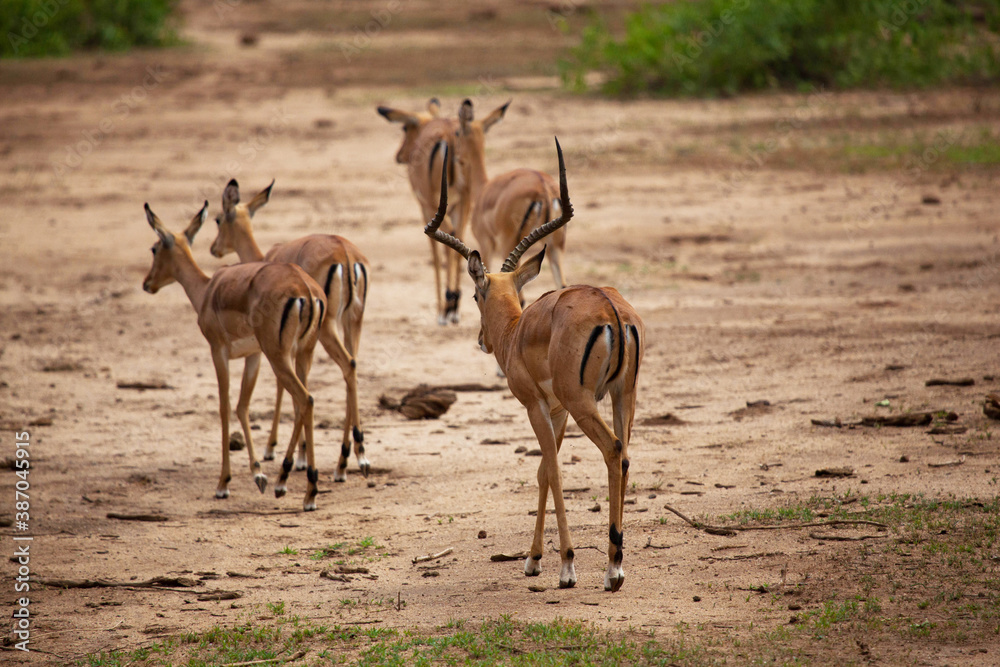 Gazelle at Ngorongoro crater, Tanzania, Africa Gazelle at Ngorongoro crater, Tanzania, Africa
