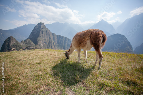 Llama or Alpaca grazing in the fields at Machu Picchu