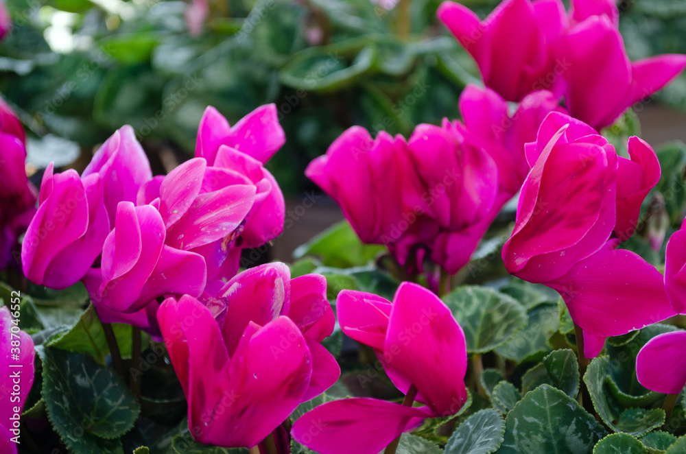 Fototapeta premium Fuschia