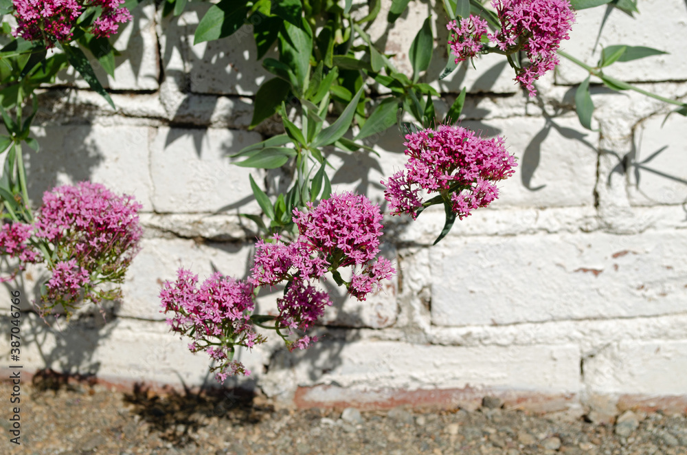 Purple Flowers with White Brick in Background