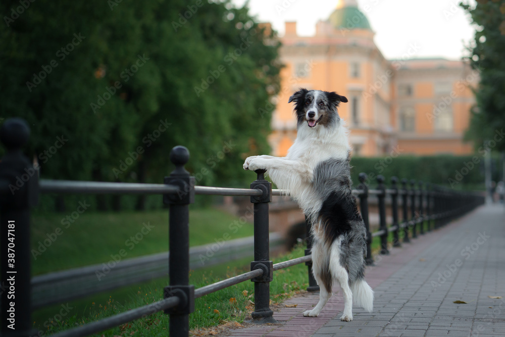 nice dog in the city. Marble border collie on architecture background