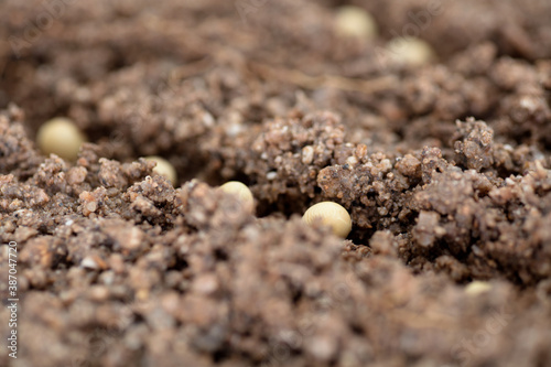 Soybeans grown in the soil