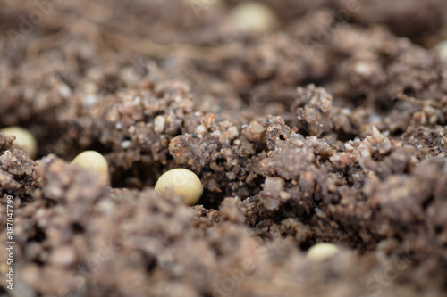 Soybeans grown in the soil