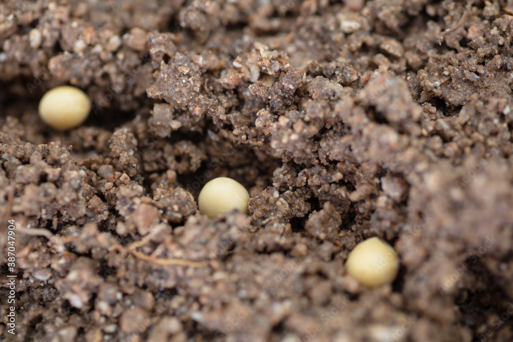 Soybean seeds sown in the soil in spring Soybean seeds sown in the soil in spring