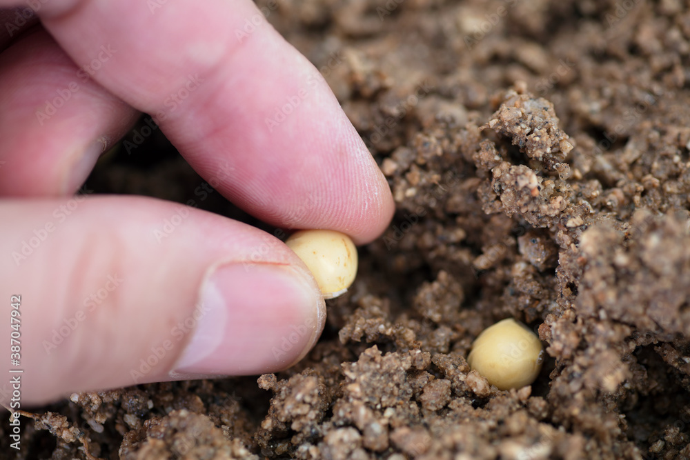 Holding a soybean and planting it in the soil Holding a soybean and planting it in the soil