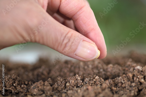 Hand holding a soybean planted in soil close-up