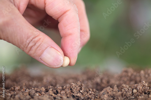 Hand holding a soybean planted in soil close-up