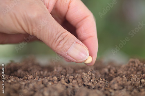 Hand holding a soybean planted in soil close-up