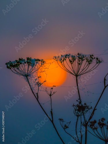 Silhouettes of dry stalks of hogweed against the background of the rising sun