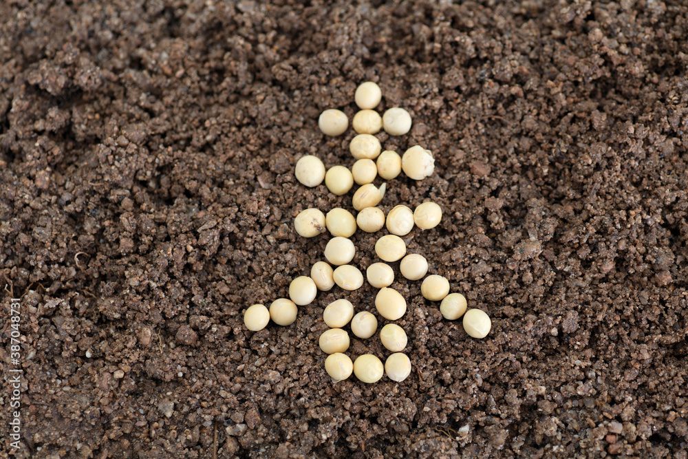 The Chinese character spring made of soybean grains on the soil The Chinese character spring made of soybean grains on the soil