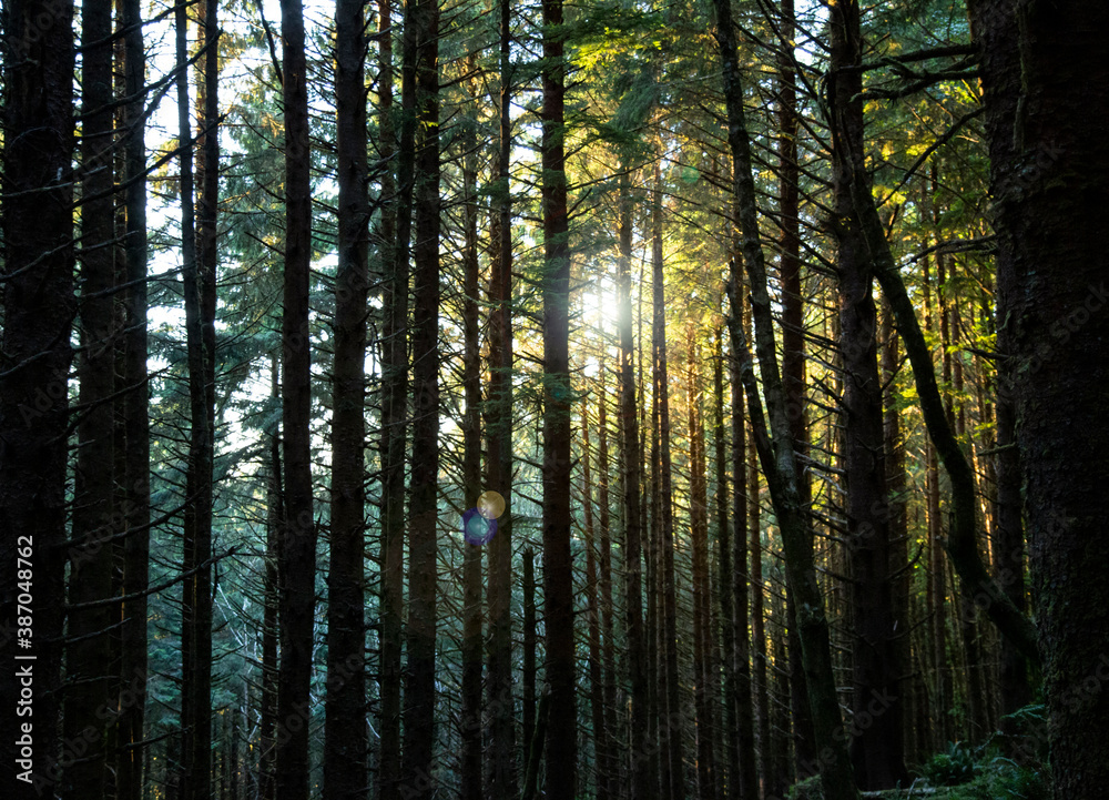 Obraz premium Wooded forest backlit by golden sunlight at sunset with sun rays pouring through trees illuminating the branches 