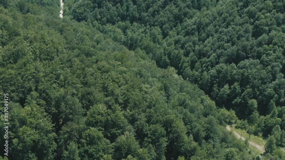 Drone shot of a road hidden in a forest
