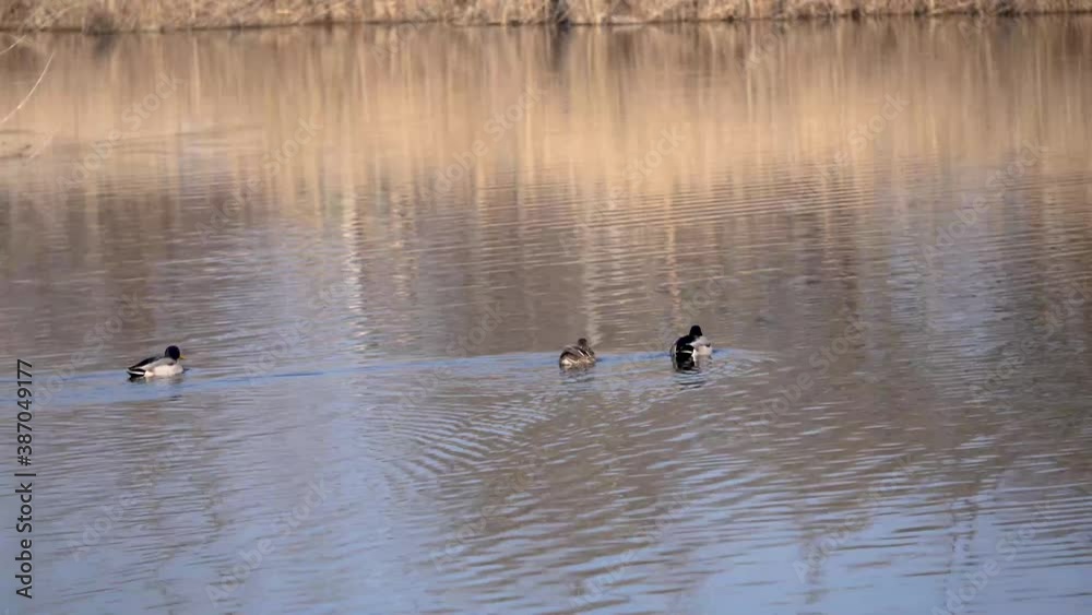 Wild ducks swim in teams on a lake near the town of Oroshaza. Wild ducks swim in teams on a lake near the town of Oroshaza.