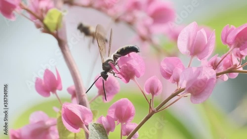 Indian Bee on a bright pink flower Antigonon leptopus slow motion photo