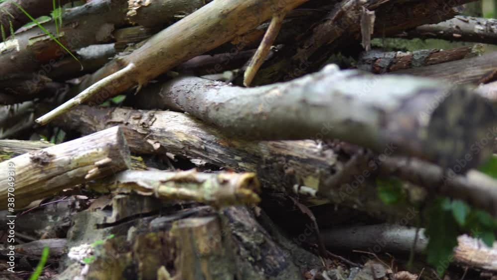 Pan left on a stack of rotten dry deadwood on the ground in the untrodden forest, dead tree branches, low angle of view close-up Pan left on a stack of rotten dry deadwood on the ground in the untrodden forest, dead tree branches, low angle of view close-up