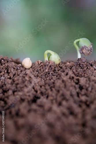 The process of gradual growth and germination of a soybean seed