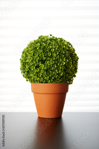 Potted Hedge Plant