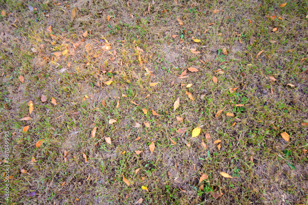 Autumn weeds fall on yellow dry leaves, textured background Autumn weeds fall on yellow dry leaves, textured background