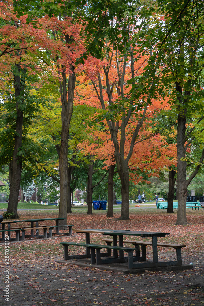 A Bench for relax around beautiful autumn leaves at the High Park in Toronto Ontario Canada