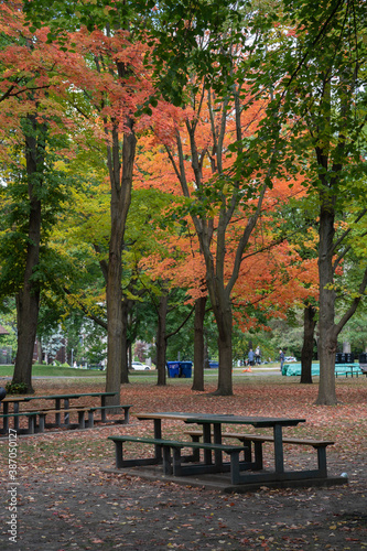 Canvas Print A Bench for relax around beautiful autumn leaves at the High Park in Toronto Ont