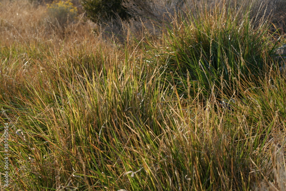 grass on the river bed grass on the river bed