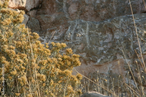 dried flowers by the rock