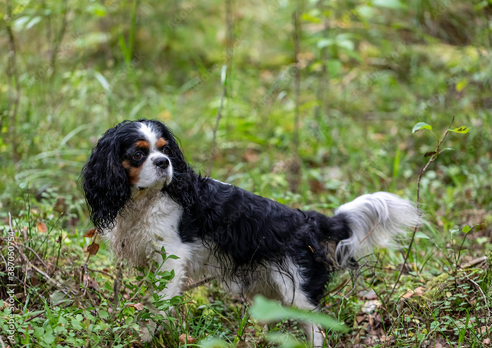 Dog breed cavalier king Charles Spaniel walking in the forest, summer