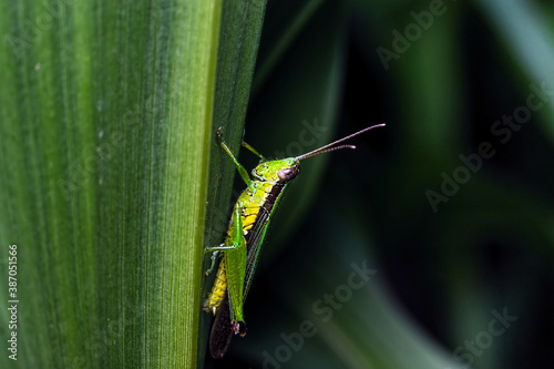 close-up of grasshopper on a leaf