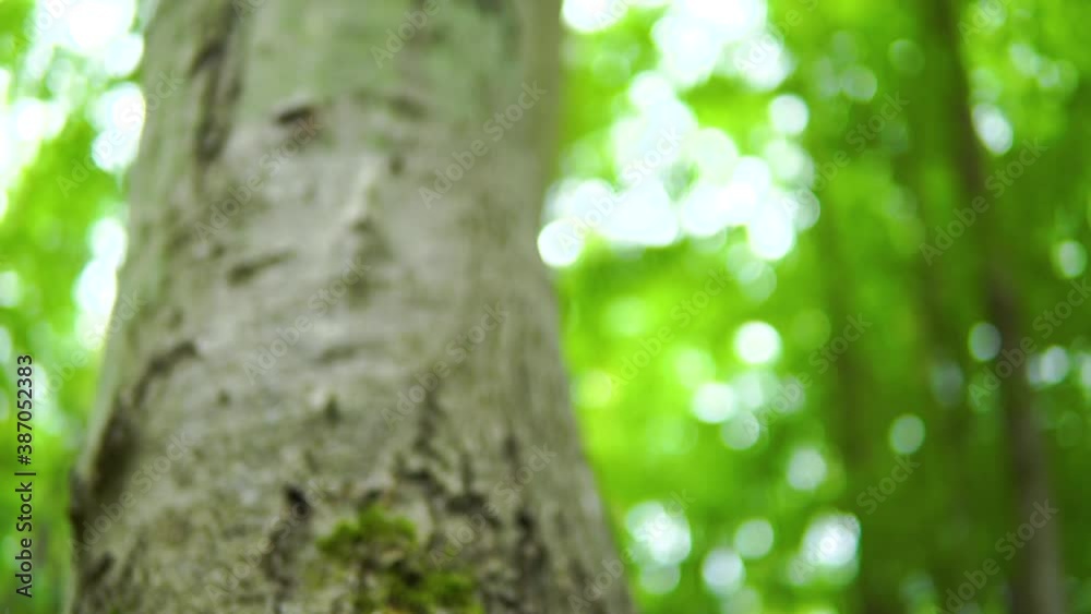 Pinch up on forest tree trunk overgrown with green moss Pinch up on forest tree trunk overgrown with green moss