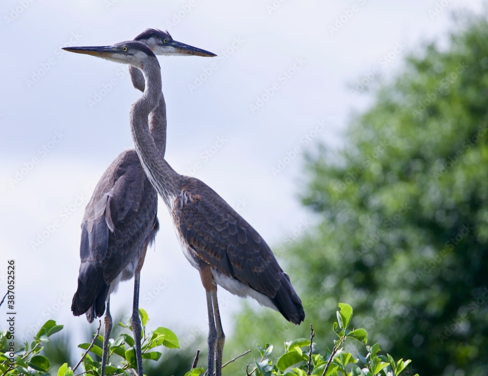 Fototapeta premium great blue heron chicks