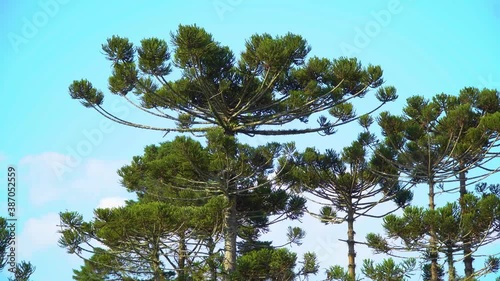 Group of Araucária Centennial Tree symbol of Paraná